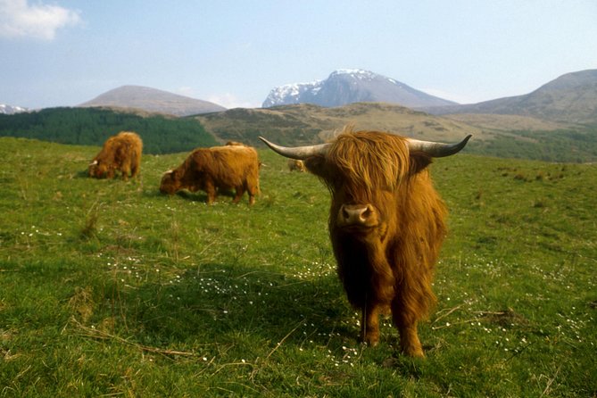 3-Day Isle of Skye, 'Hogwarts Express' Train and Highlands Tour - Day 3: Eilean Donan, Dundreggan Rewilding Centre, Loch Ness, and Dunkeld