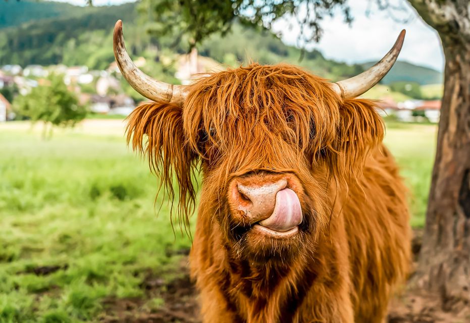 Edinburgh: Loch Ness, Glencoe & the Scottish Highlands Tour - Glencoe Photo Stop: Clan Stories, Music, and Quick Scenic Breathing Space