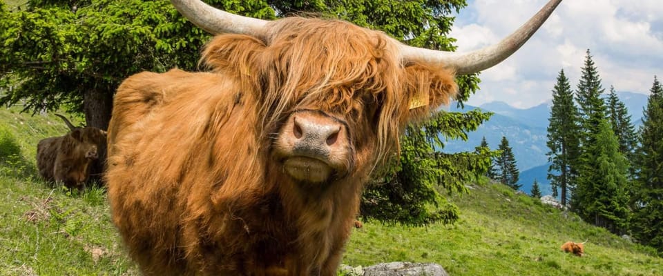 Edinburgh: Loch Ness, Scenic Walk, Glencoe & Whisky Day Tour - Glencoe and the Highlands: Fort William to Big Views