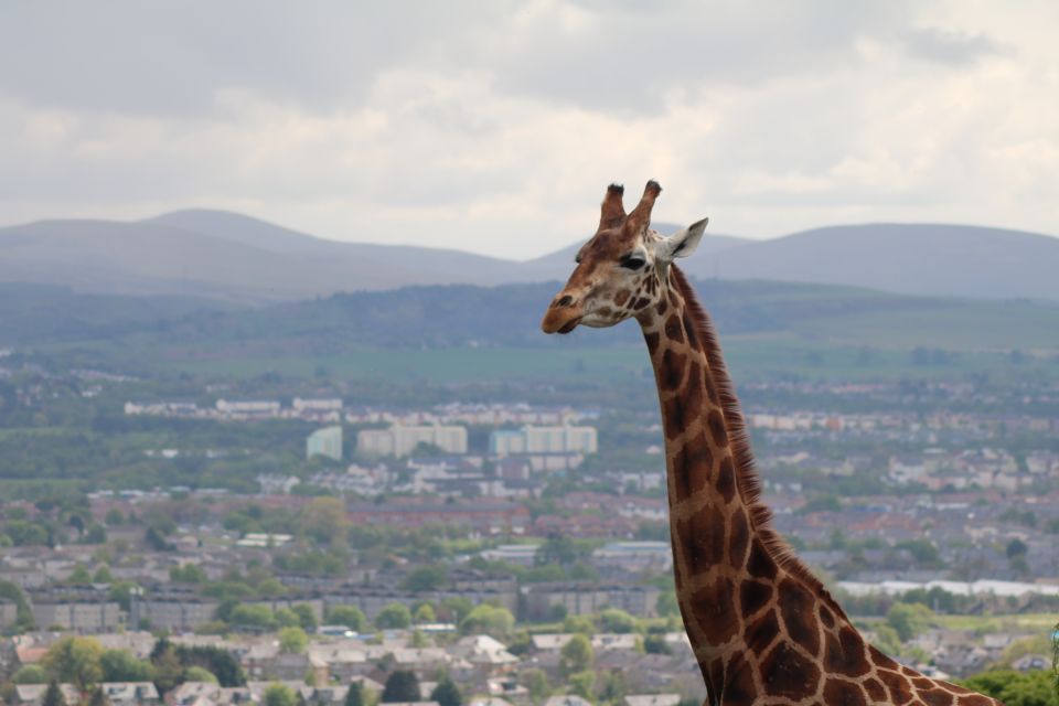 Edinburgh Zoo Entrance Ticket - Getting There: A Quick Ride from Edinburgh Centre