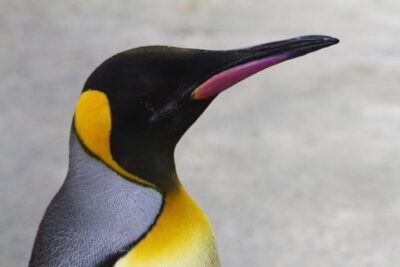 Edinburgh Zoo Entrance Ticket - Ticket Price and What You Actually Get for Around $36