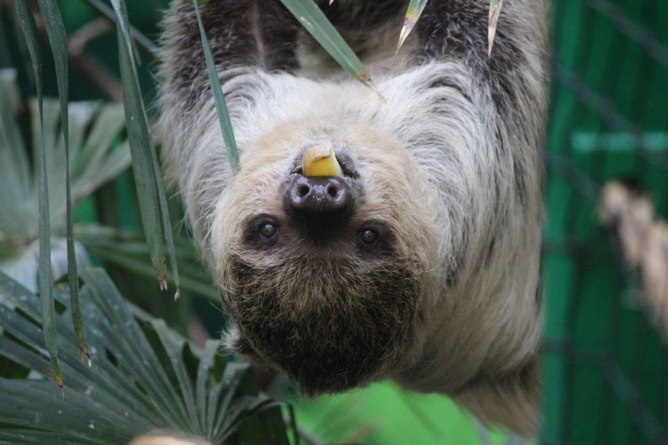 Edinburgh Zoo Entrance Ticket - Koalas and Sloths Aren’t Guaranteed, So Plan for Variability