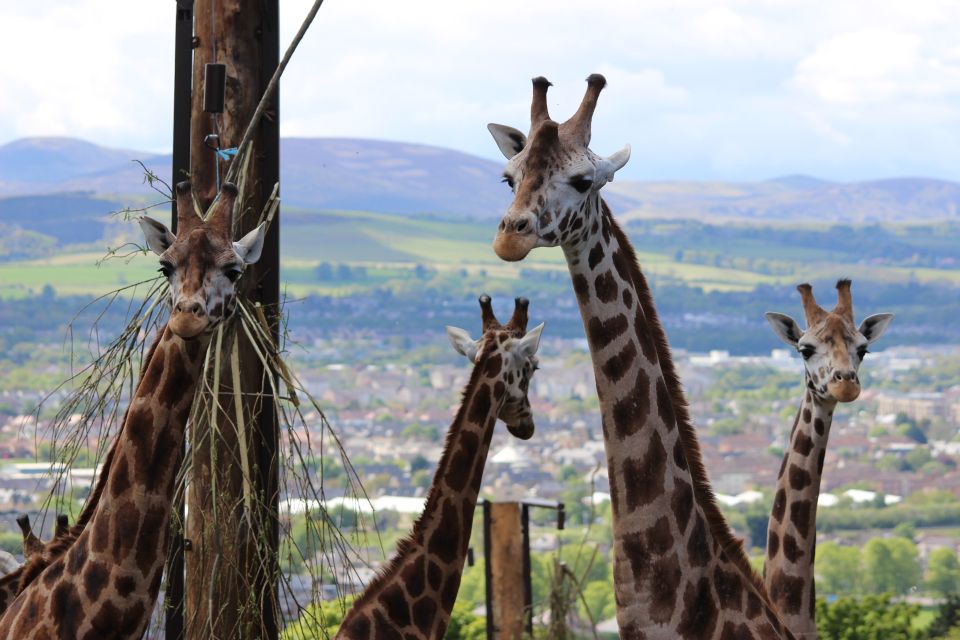 Edinburgh Zoo Entrance Ticket - Big Cats, Meerkats, and Keeper Talks That Make It Stick