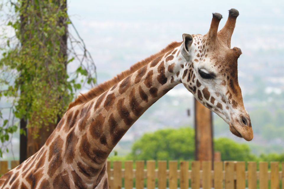 Edinburgh Zoo Entrance Ticket - Giraffe Herd + Views: Animals with a Sense of Place