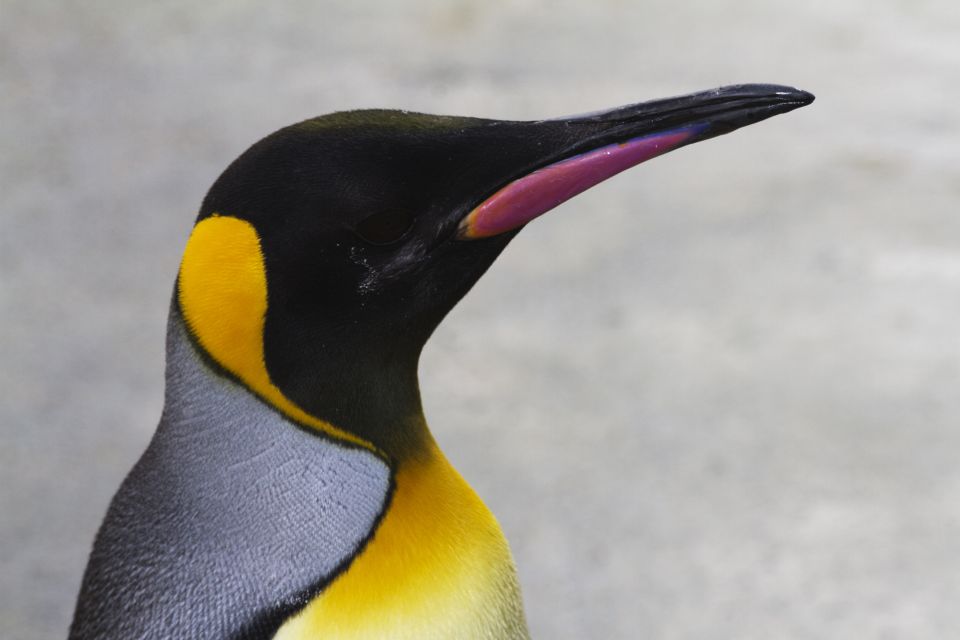 Edinburgh Zoo Entrance Ticket - Ticket Price and What You Actually Get for Around $36