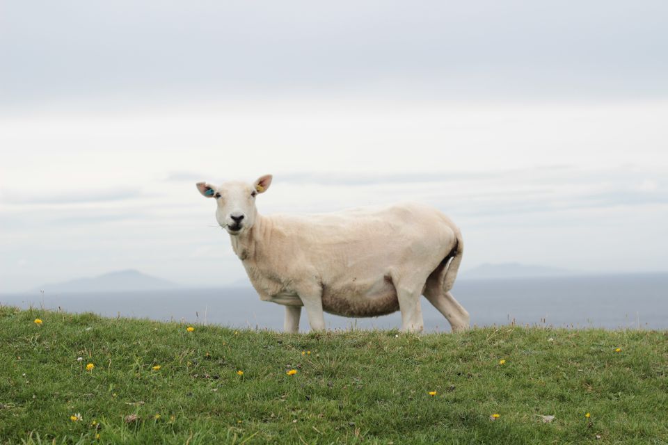 From Edinburgh: 2-Day Highlands Tour with Hogwarts Express - Lunch in Mallaig and the drive back through Glen Coe