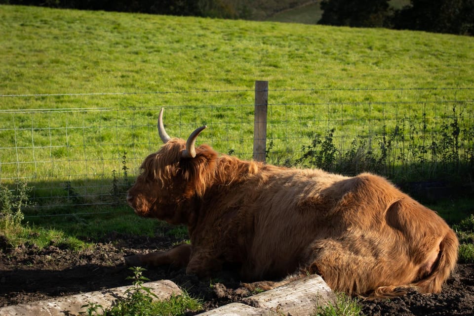 From Edinburgh: Loch Ness, Glencoe & Scottish Highlands Tour - Hairy Coos and motion sickness: small practical tips that change your day