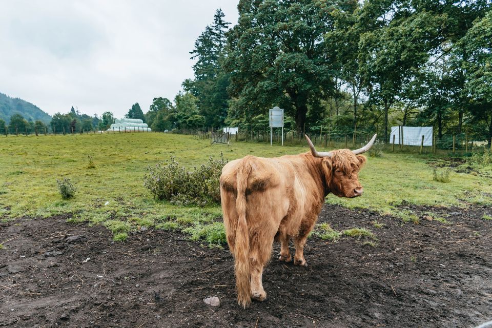 From Edinburgh: Loch Ness, Glenoce & The Highlands Day Tour - A Highlands Day That Actually Gives You the “Big Picture”