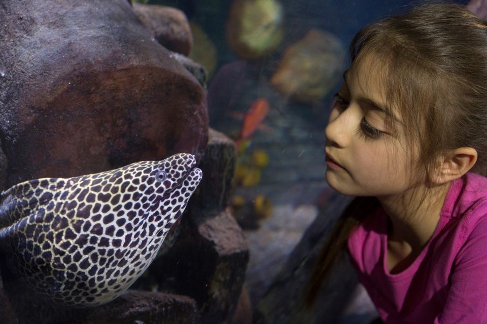 Loch Lomond: Sea Life Entrance Ticket - Key Things You’ll Notice at Sea Life Loch Lomond