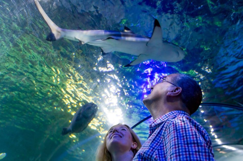 Loch Lomond: Sea Life Entrance Ticket - Interactive Rock Pool: Touch Starfish (and Learn by Doing)