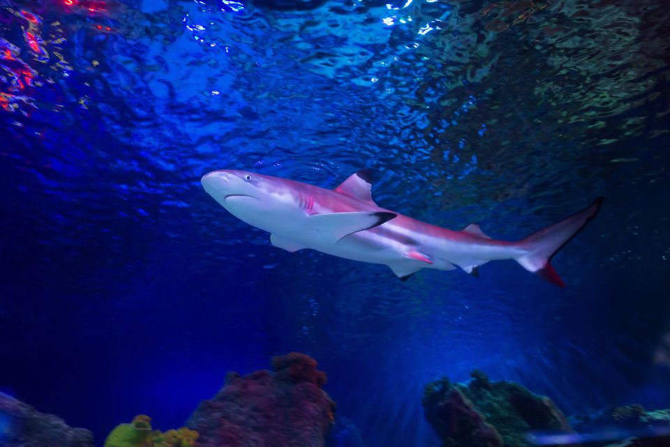 Loch Lomond: Sea Life Entrance Ticket - Lair of Claws: Predator Feel Without the Jump Scares