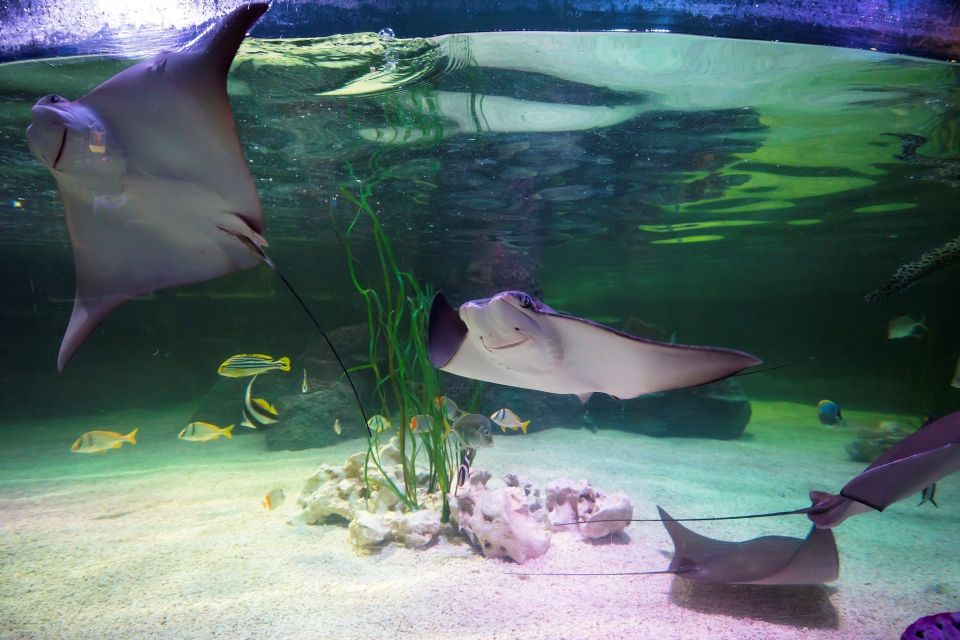 Loch Lomond: Sea Life Entrance Ticket - Tropical Ocean Tunnel: A Change of Pace