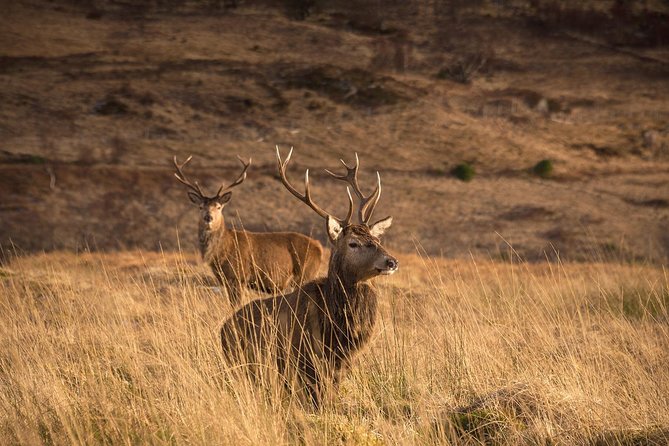 Loch Ness, Scottish Highlands, Glencoe and Pitlochry Tour - Passing Fort William, Ben Nevis, and stopping at the Commando Memorial