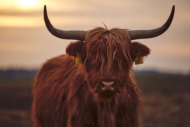 Luxury Private Tour of The Highlands & Loch Ness from Edinburgh - Fort William for Ben Nevis photos, then Loch Ness: cruise optional