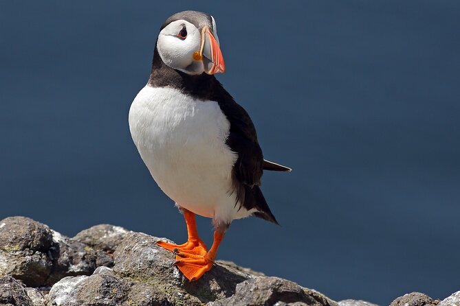 North East Coastal Trail Small Group Day Tour from Aberdeen - Spey Bay: Saltmarsh Edges, Wet Woodland, and Dolphin Chances