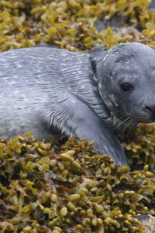 Scottish Highlands: Isle of Skye Glass-Bottom Boat Tour - Key points at a glance